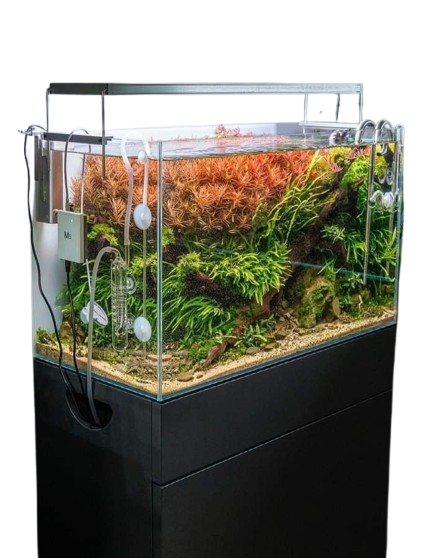 Acuario decorativo