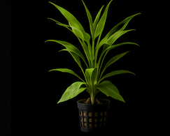 Plantas acuáticas