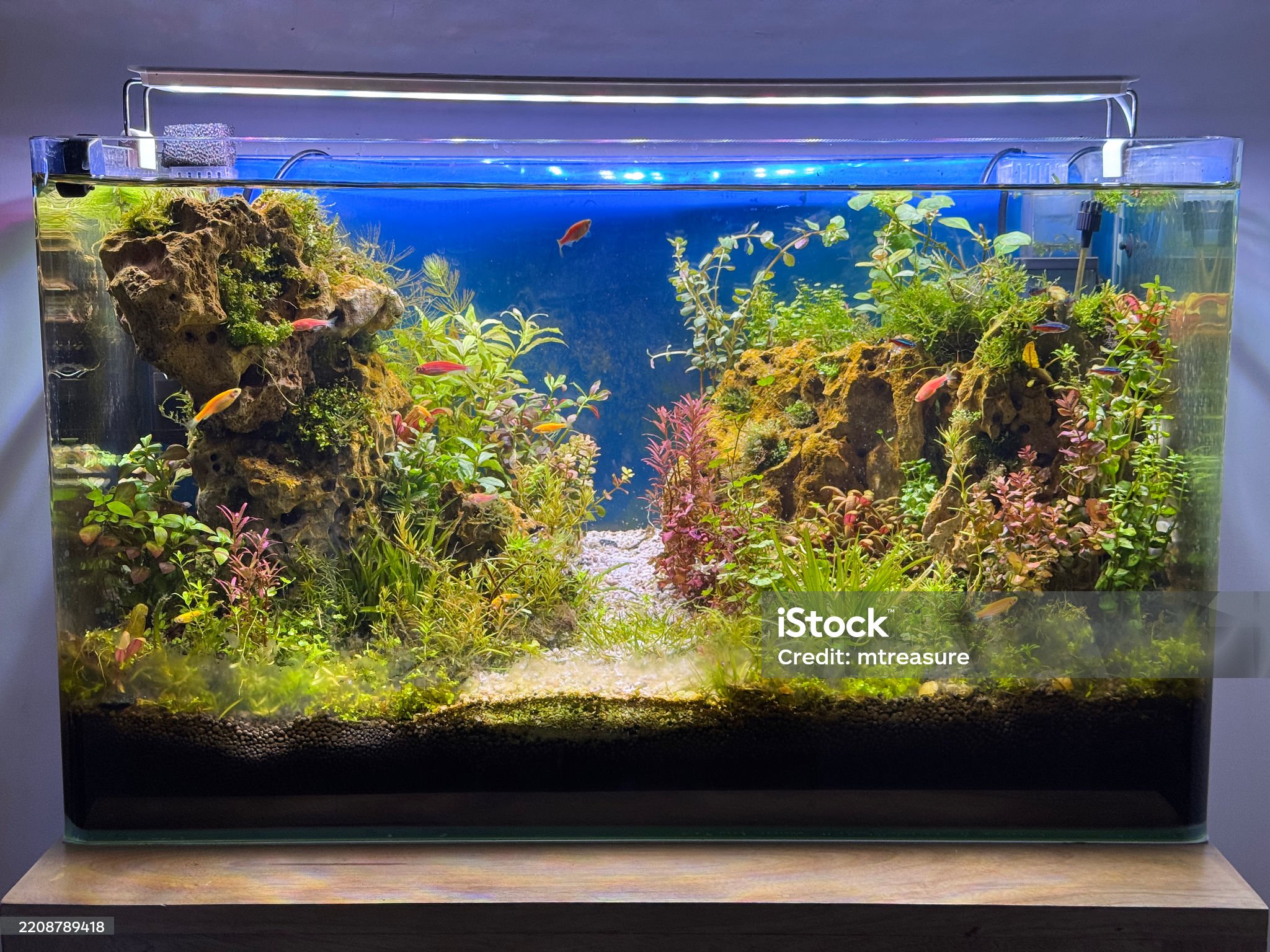Acuario Asalvajado